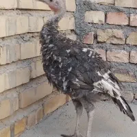 بوقلمون