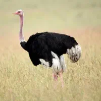 کشتار روز بره و شترمرغ