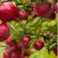 اکیپ هرس کاری