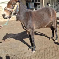 قاطر|حیوانات مزرعه|کوهدشت, |دیوار