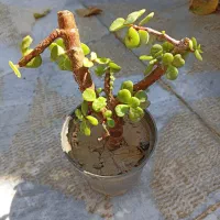 گل های زیبا و مقاوم خانگی|گل و گیاه طبیعی|نجف‌آباد, بازار|دیوار