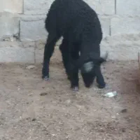 طلیان بره گوسفندگاو