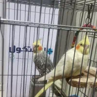دوتا عروس هلندی با قفس