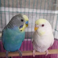 جفت مرغ عشق