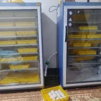 جوجه مرغ اردک غاز طاووس و...