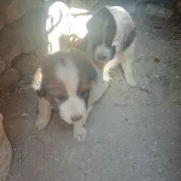 یک جفت توله قدرجونی نر