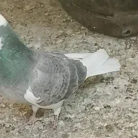 کفتر|پرنده|تهران, پامنار|دیوار