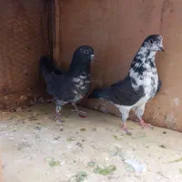 کبوتر|پرنده|قم, علی آباد|دیوار