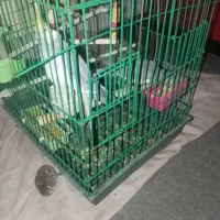 عروس هلندی|پرنده|قدس, شهرقدس|دیوار