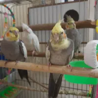۲ جفت عروس هلندی نر وماده