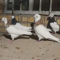 کفتر طوقی بیضا|پرنده|شیراز, گویم|دیوار