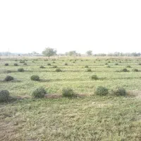 فروش یونجه