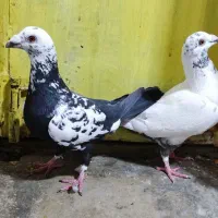 کفتر نر سینه سلیمونی و گلی ماده