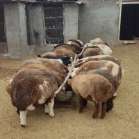 دامداری رهن و اجاره گوسفند و گاو