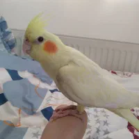 عروس هلندی معاوضه با کتوله برزیلی|پرنده|اراک, |دیوار