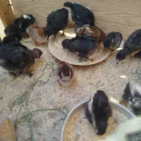 سلام جوجه دورگه ی رگ گلین ی رگ استرالوپ