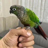 طوطی گرینچیک|پرنده|باقرشهر, |دیوار