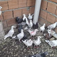 چند عدد جوجه مسافتی ونروماده خوب دارم