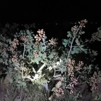 پسته|خوردنی و آشامیدنی|سبزوار, کاشفی شمالی (دادگستری)|دیوار