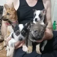 سگ شیواوا|سگ|کرمانشاه, |دیوار