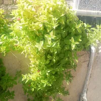 گل یخ|گل و گیاه طبیعی|زاهدان, |دیوار