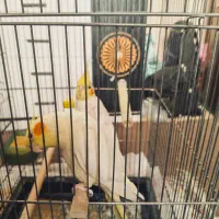 یک جفت عروس هلندی لوتینو کینگ سایز