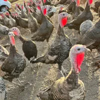 تخم بوقلمون نطفه دار تازه(۸۵ درصد تضمین نطفه)|حیوانات مزرعه|لنگرود, |دیوار