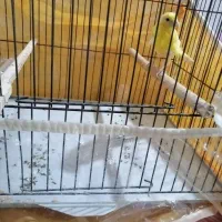 قناری نر سالم|پرنده|تبریز, |دیوار