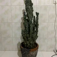 کاکتوس غول پیکر صخره ای