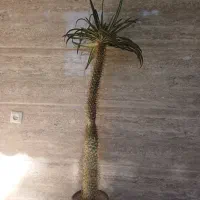 نخل مادا گاسکار