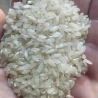 برنج کامفیروزی به شرط پخت|خوردنی و آشامیدنی|کامفیروز, |دیوار