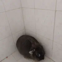 خرگوش‌ماده‌باهوش