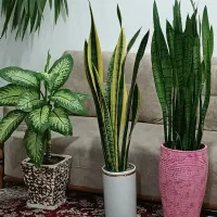 گل‌های بزرگ  باگلدان