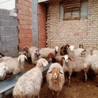 26راس میش داشتی