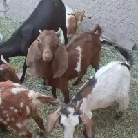 گوسفند با گاو|حیوانات مزرعه|نرماشیر, |دیوار