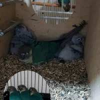 جفت مولدواقعی گرینچیک تراکوییس
