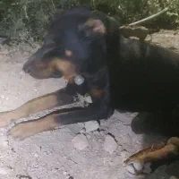 سگ‌نر