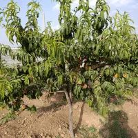 هزارمتر-باغ-محصور-شده-روستای-رشید-آباد