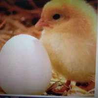 استخدام نیروی کارگری و نگهبانی