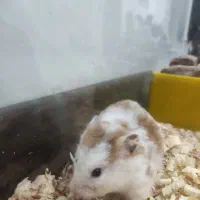 همستر خوشگل و بازیگوش