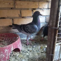 کبوتر پروازی