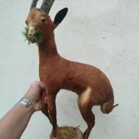 مجسمه بزکوهی