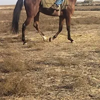 اسب نریان ۳ ساله|اسب و تجهیزات اسب‌سواری|گنبد کاووس, |دیوار