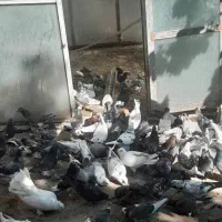 کفتر فروشی یکجا