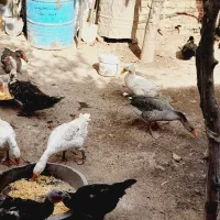 غاز و قو غاز.