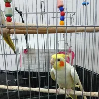 عروس هلندی جفت سخنگو