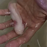 اکسولوت،مشکی،سفید،البینو