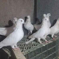 تعداد۳۰تاکبوترکله برنجی وسفیدودوبال|پرنده|مینودشت, |دیوار