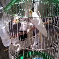 عروس هلندی