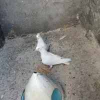 کبوتر|پرنده|بردسکن, |دیوار